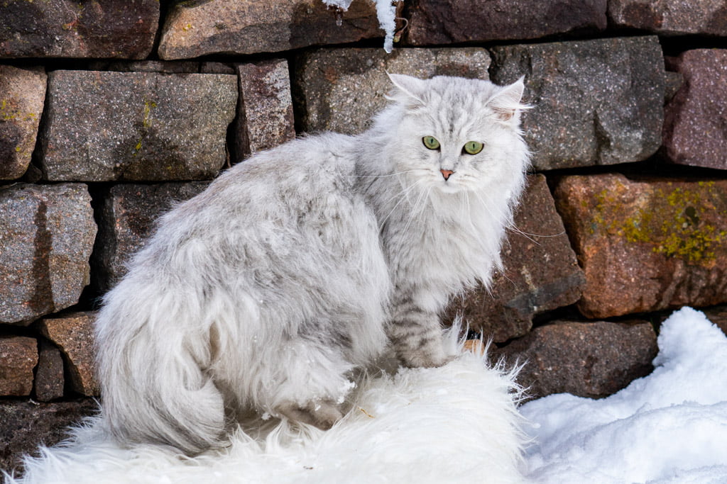 Didi.Perle_di_Sibir.femmina.gatto_siberiano.black_silver_spotted_tabby.DSC07329