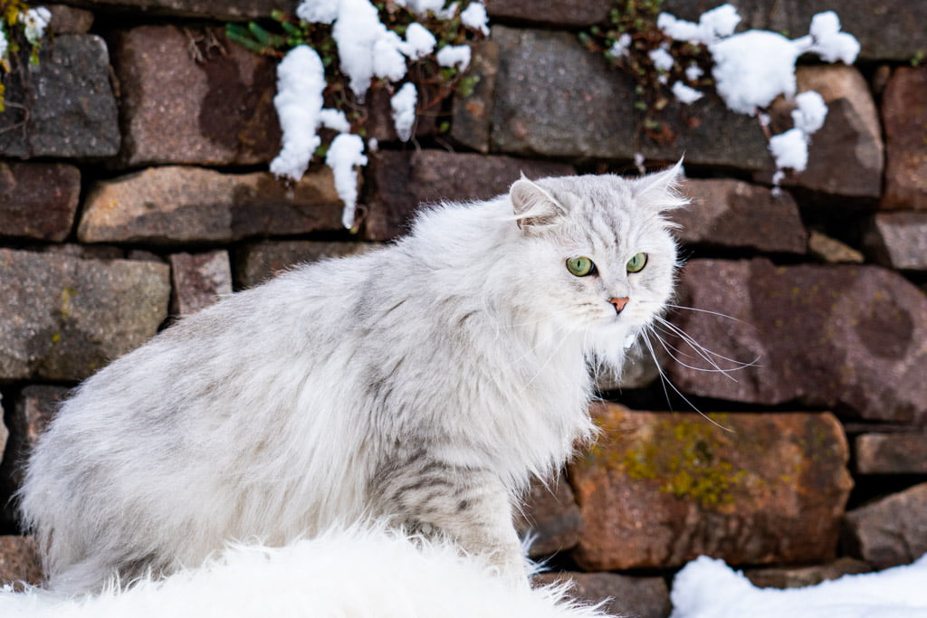 Didi.Perle_di_Sibir.femmina.gatto_siberiano.black_silver_spotted_tabby.DSC07335