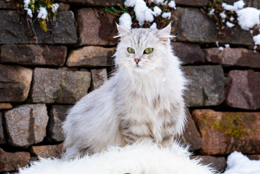 Didi.Perle_di_Sibir.femmina.gatto_siberiano.black_silver_spotted_tabby.DSC07338
