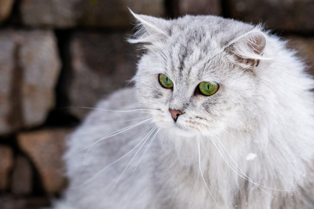 Didi.Perle_di_Sibir.femmina.gatto_siberiano.black_silver_spotted_tabby.DSC07340