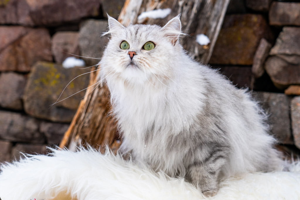 Didi.Perle_di_Sibir.femmina.gatto_siberiano.black_silver_spotted_tabby.DSC07343