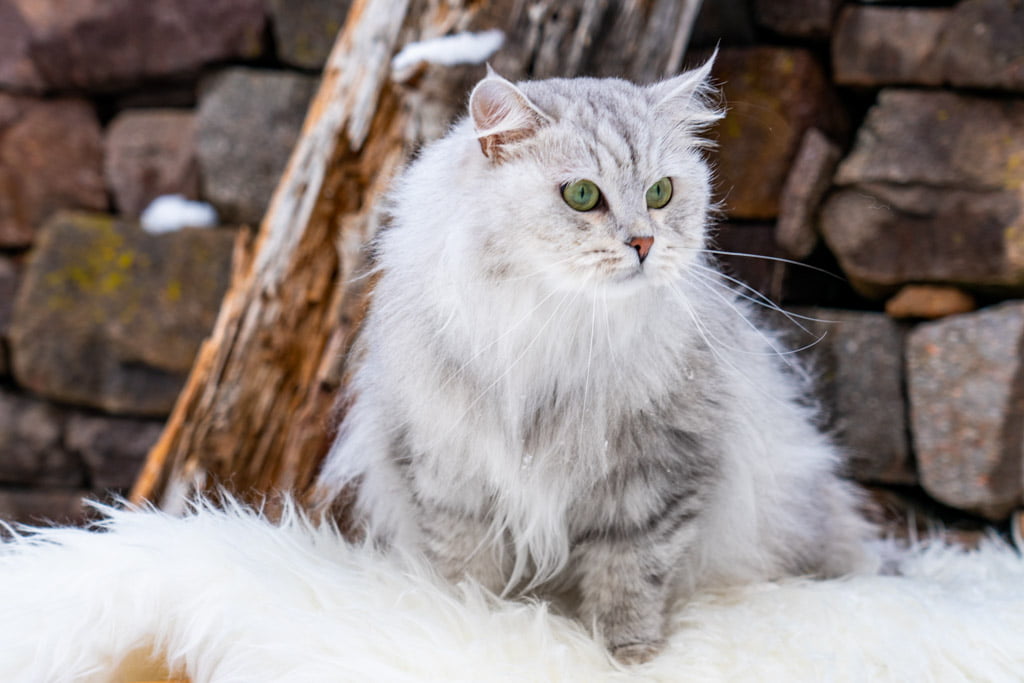Didi.Perle_di_Sibir.femmina.gatto_siberiano.black_silver_spotted_tabby.DSC07345