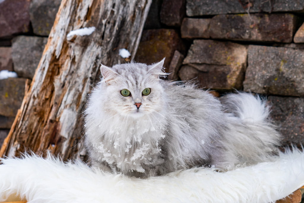 Didi.Perle_di_Sibir.femmina.gatto_siberiano.black_silver_spotted_tabby.DSC07351
