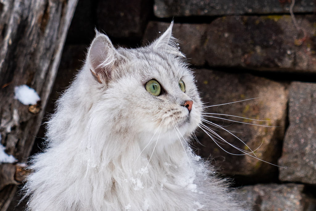 Didi.Perle_di_Sibir.femmina.gatto_siberiano.black_silver_spotted_tabby.DSC07362