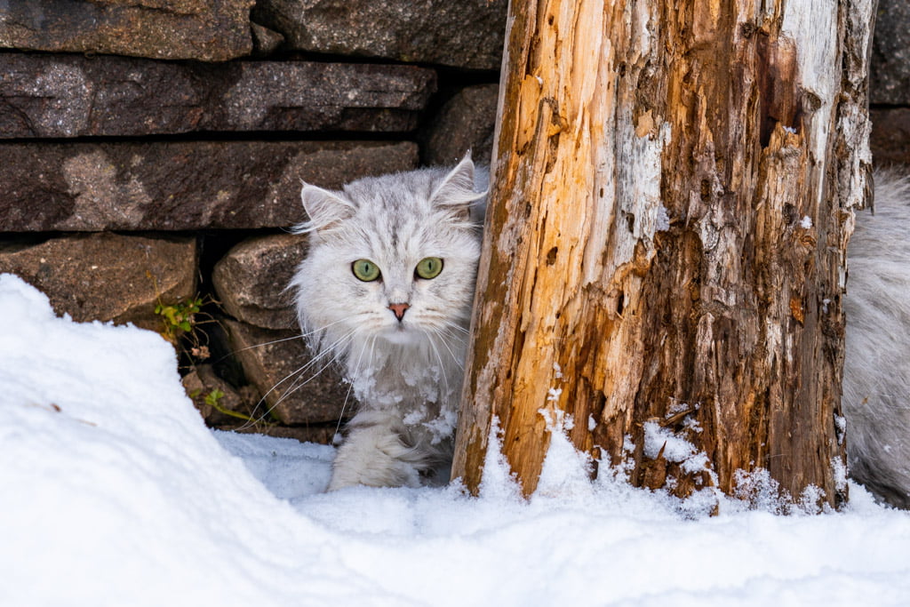 Didi.Perle_di_Sibir.femmina.gatto_siberiano.black_silver_spotted_tabby.DSC07372