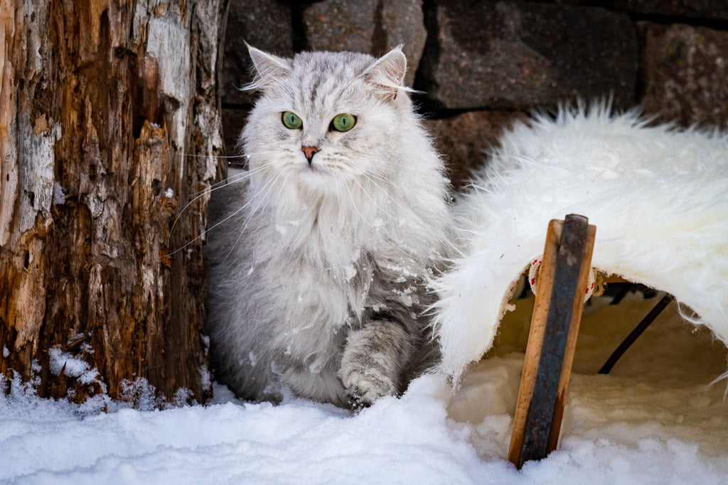 Didi.Perle_di_Sibir.femmina.gatto_siberiano.black_silver_spotted_tabby.DSC07376