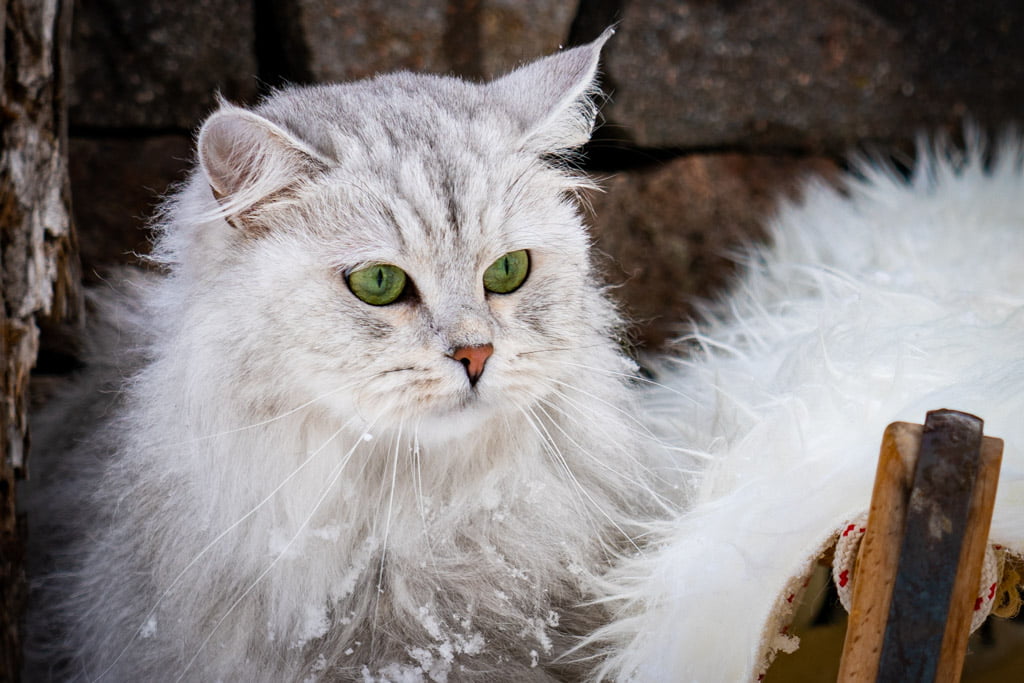 Didi.Perle_di_Sibir.femmina.gatto_siberiano.black_silver_spotted_tabby.DSC07380