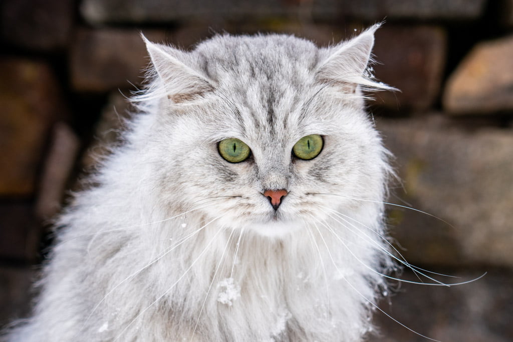 Didi.Perle_di_Sibir.femmina.gatto_siberiano.black_silver_spotted_tabby.DSC07385