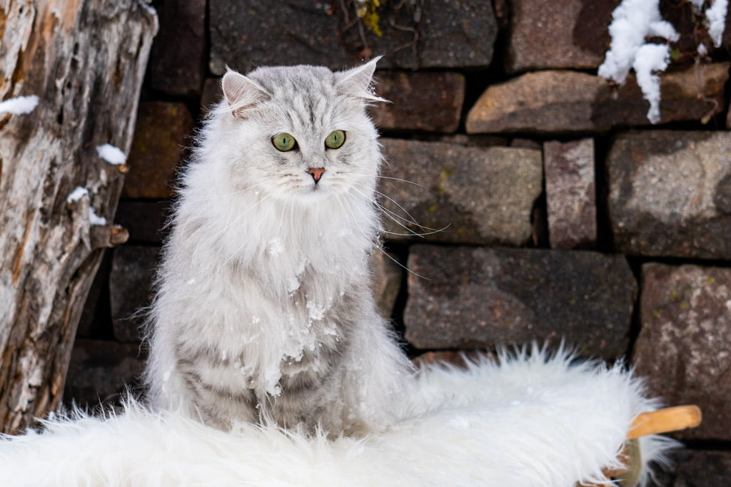 Didi.Perle_di_Sibir.femmina.gatto_siberiano.black_silver_spotted_tabby.DSC07390