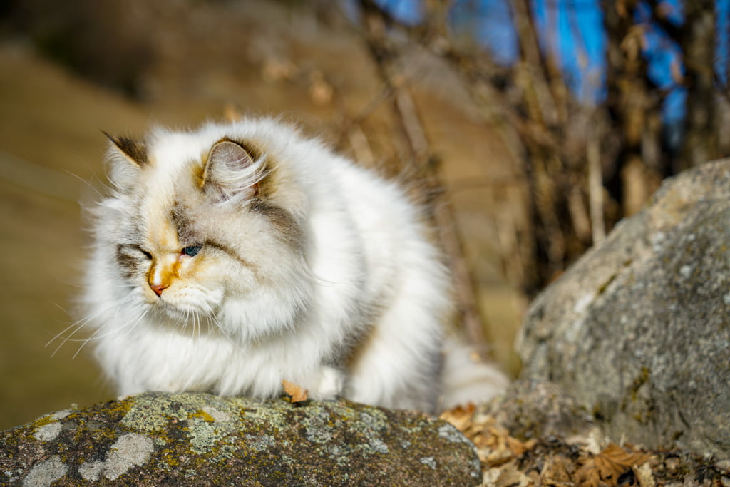 Menta.Perle_di_Sibir.femmina.gatto_siberiano.neva_masquerade.seal_torbie_silver_point.DSC02500