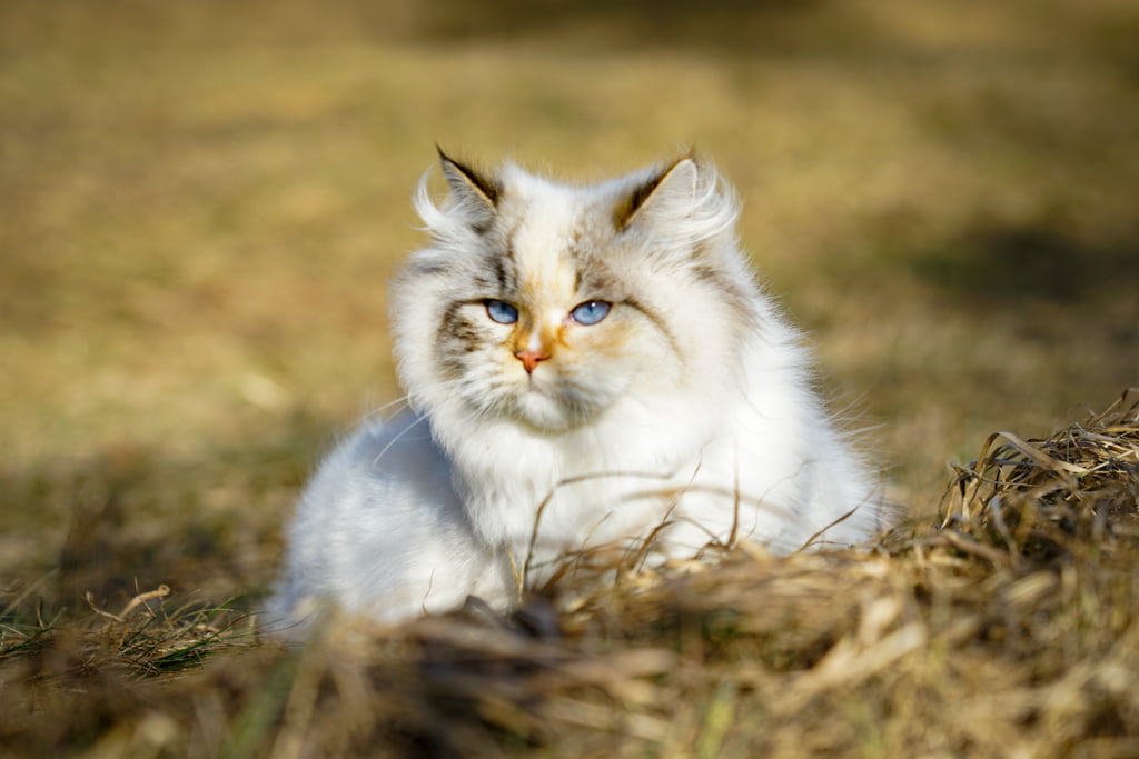 Menta.Perle_di_Sibir.femmina.gatto_siberiano.neva_masquerade.seal_torbie_silver_point.DSC02509