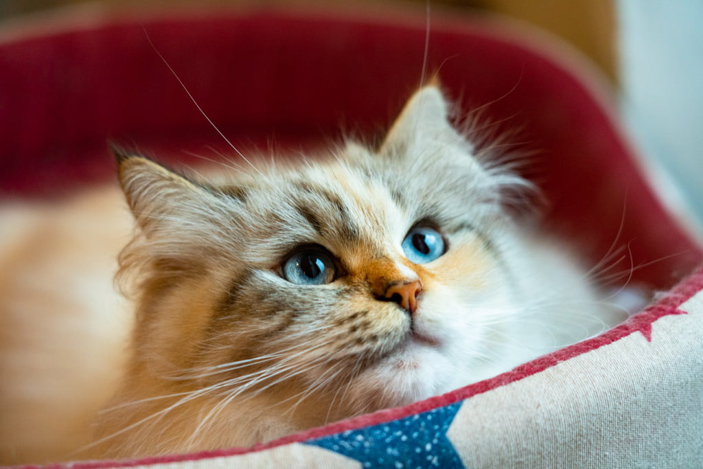 Menta.Perle_di_Sibir.femmina.gatto_siberiano.neva_masquerade.seal_torbie_silver_point.DSC07609