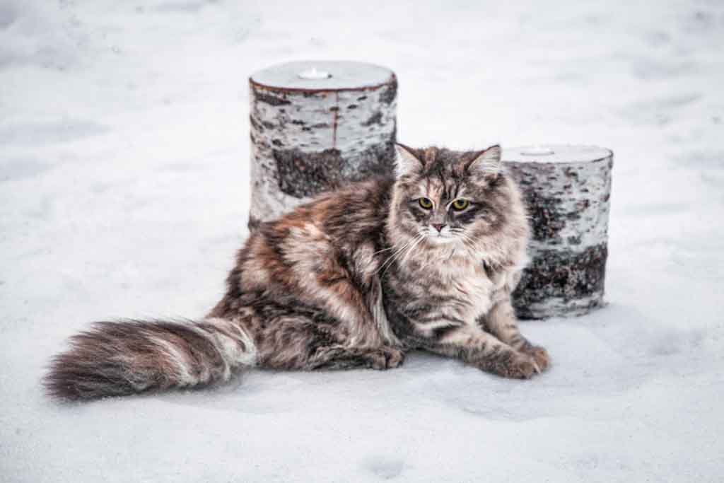 Nola.Perle_di_Sibir.femmina.gatto_siberiano.blue_torbie_blotched.01