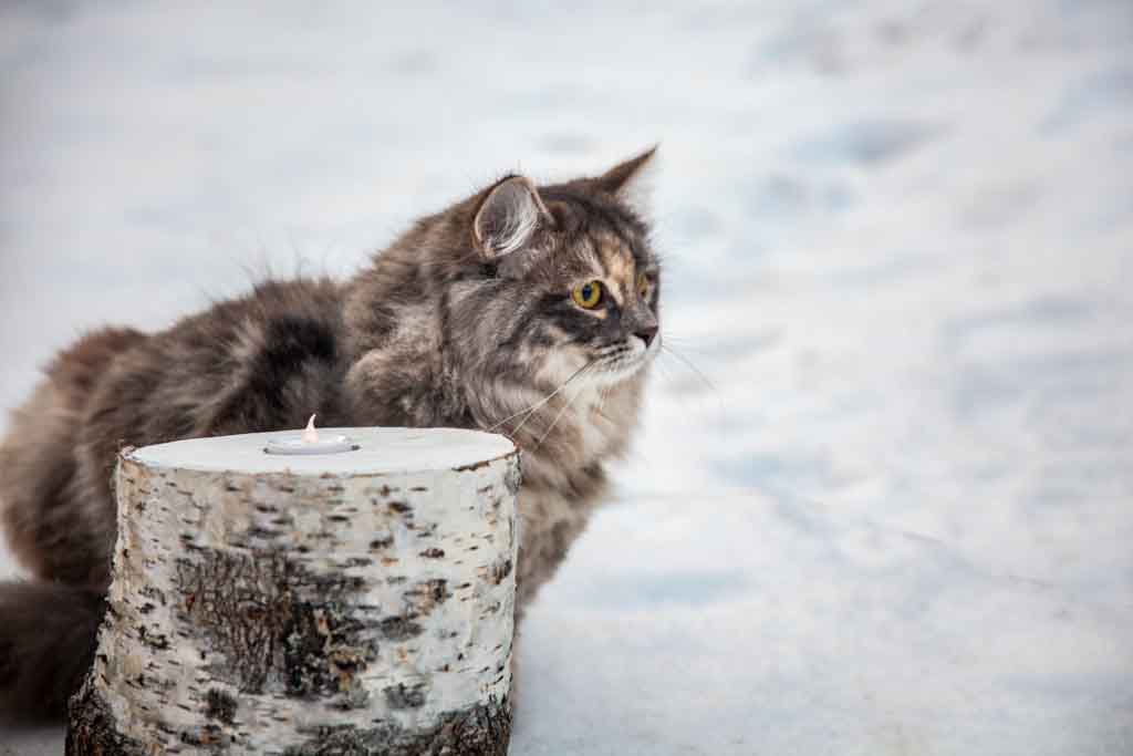 Nola.Perle_di_Sibir.femmina.gatto_siberiano.blue_torbie_blotched.02