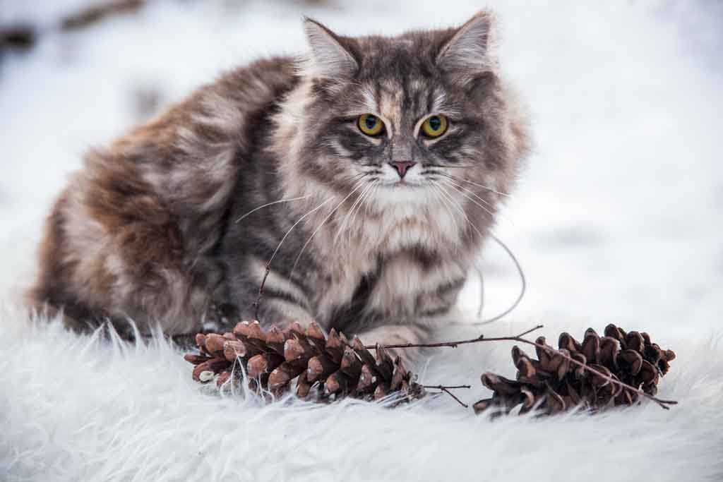 Nola.Perle_di_Sibir.femmina.gatto_siberiano.blue_torbie_blotched.03