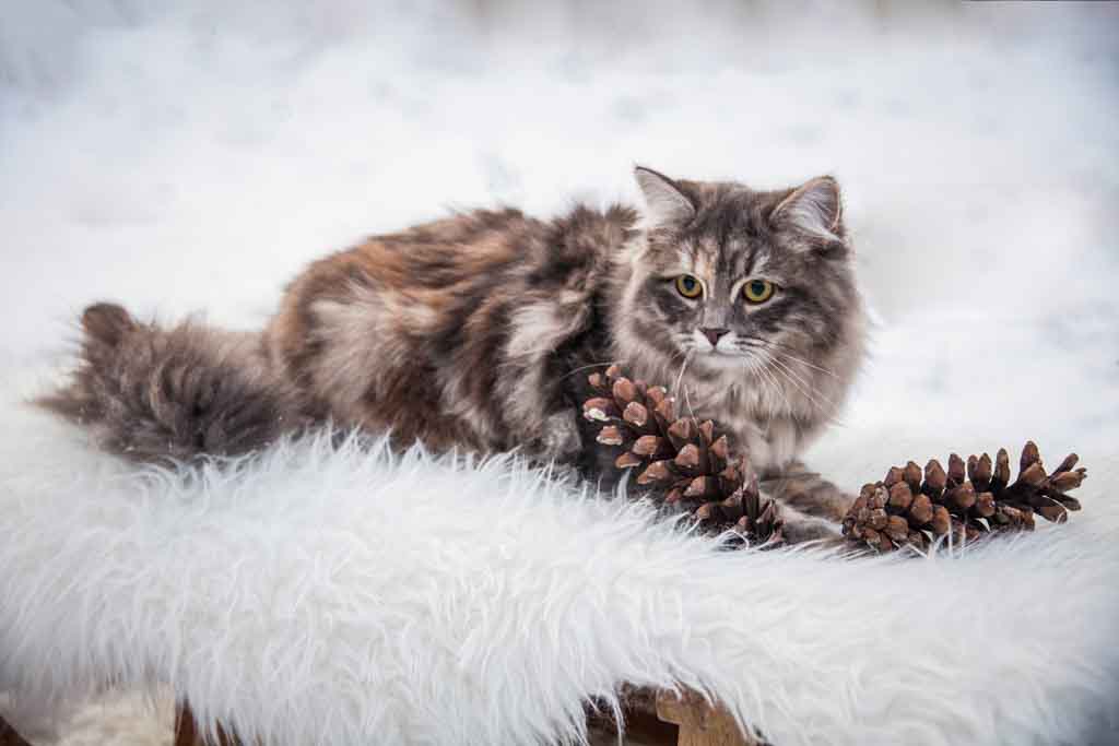 Nola.Perle_di_Sibir.femmina.gatto_siberiano.blue_torbie_blotched.04