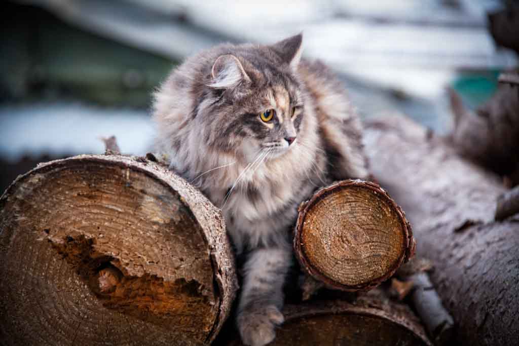 Nola.Perle_di_Sibir.femmina.gatto_siberiano.blue_torbie_blotched.08