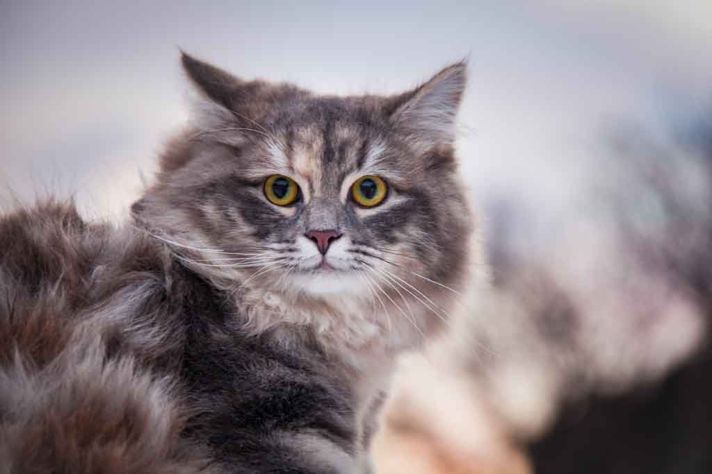 Nola.Perle_di_Sibir.femmina.gatto_siberiano.blue_torbie_blotched.09