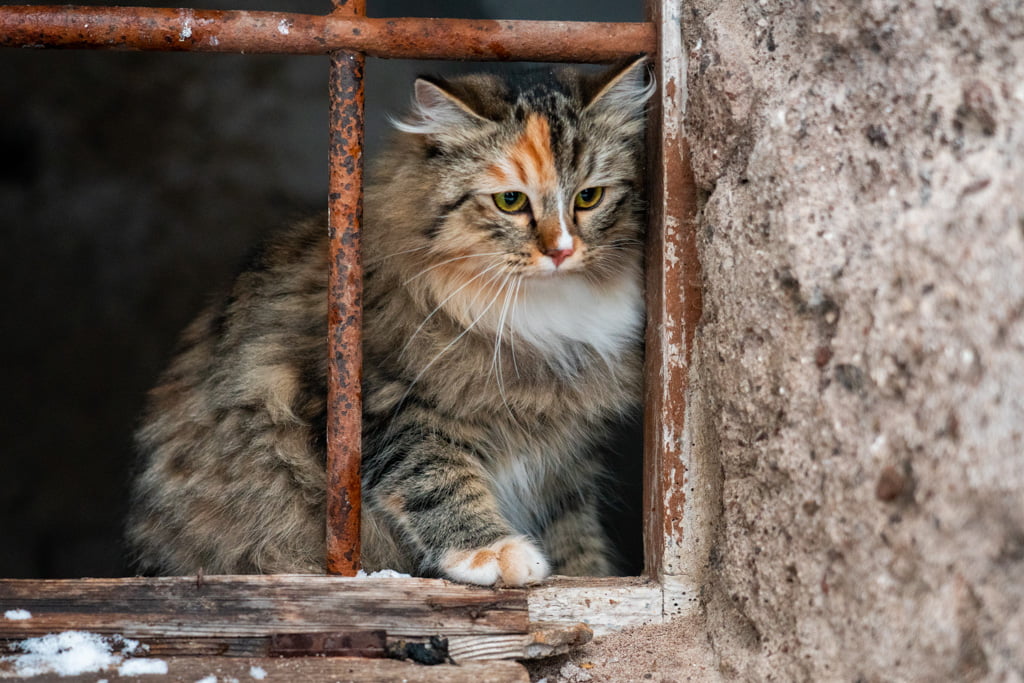 Olga.Perle_di_Sibir.femmina.gatto_siberiano.black_torbie_spotted_with_white.DSC07524