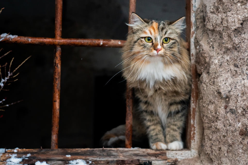 Olga.Perle_di_Sibir.femmina.gatto_siberiano.black_torbie_spotted_with_white.DSC07537