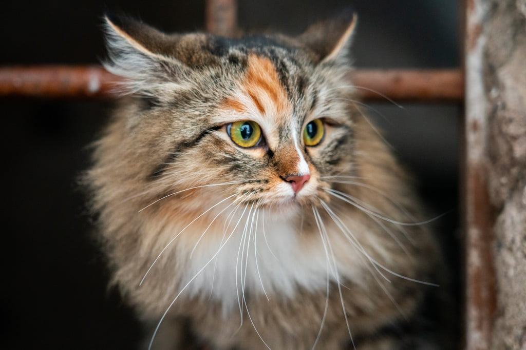 Olga.Perle_di_Sibir.femmina.gatto_siberiano.black_torbie_spotted_with_white.DSC07542