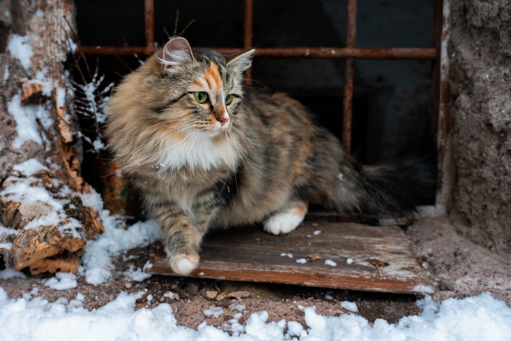 Olga.Perle_di_Sibir.femmina.gatto_siberiano.black_torbie_spotted_with_white.DSC07545