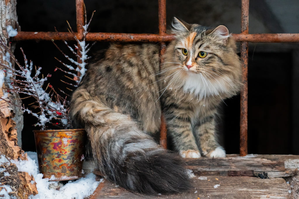 Olga.Perle_di_Sibir.femmina.gatto_siberiano.black_torbie_spotted_with_white.DSC07554