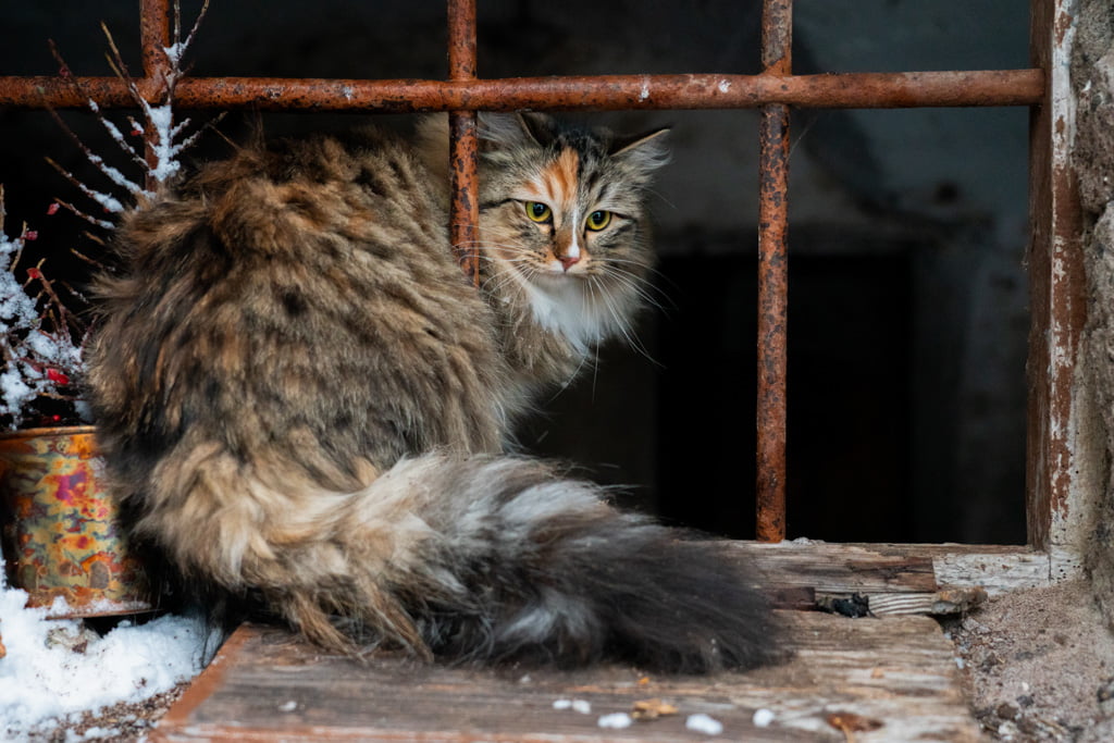 Olga.Perle_di_Sibir.femmina.gatto_siberiano.black_torbie_spotted_with_white.DSC07558