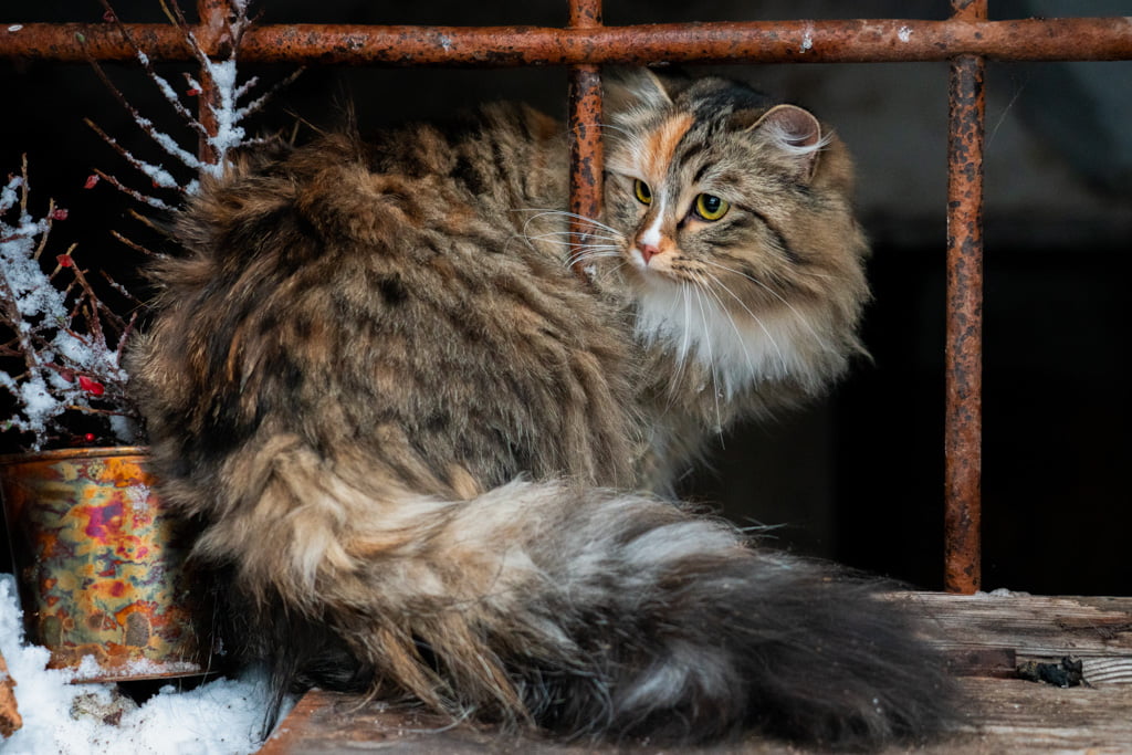 Olga.Perle_di_Sibir.femmina.gatto_siberiano.black_torbie_spotted_with_white.DSC07560