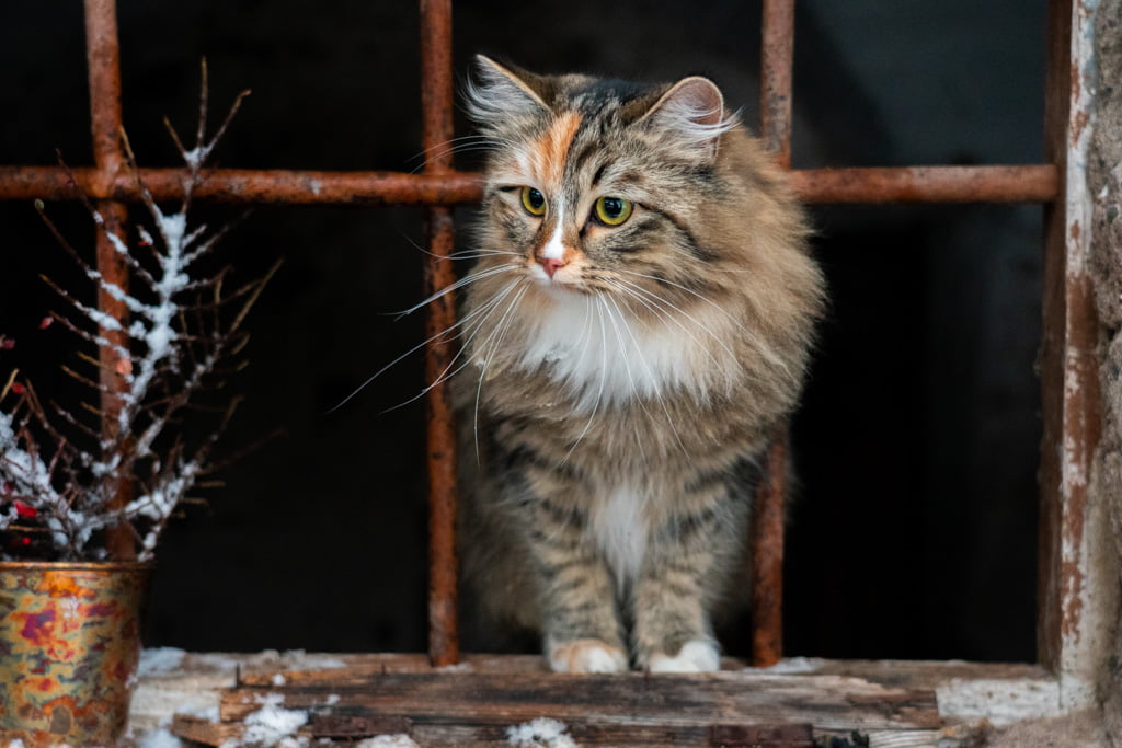 Olga.Perle_di_Sibir.femmina.gatto_siberiano.black_torbie_spotted_with_white.DSC07566