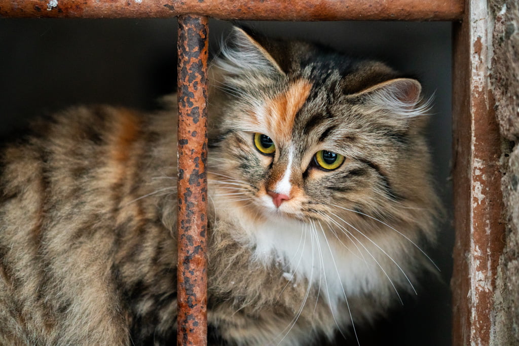 Olga.Perle_di_Sibir.femmina.gatto_siberiano.black_torbie_spotted_with_white.DSC07572