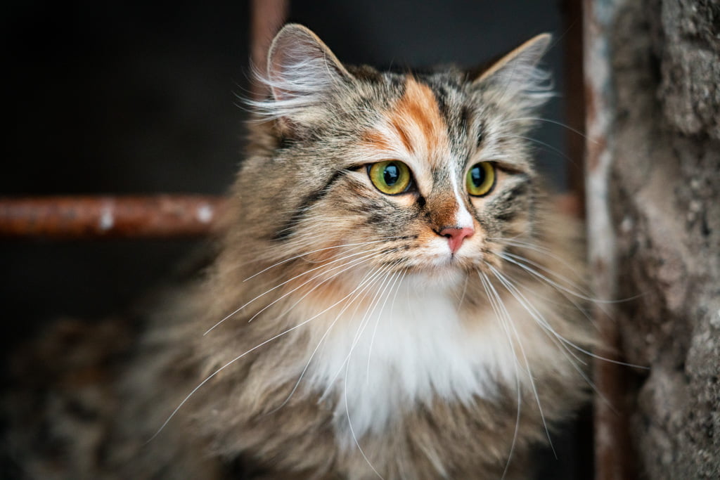 Olga.Perle_di_Sibir.femmina.gatto_siberiano.black_torbie_spotted_with_white.DSC07574