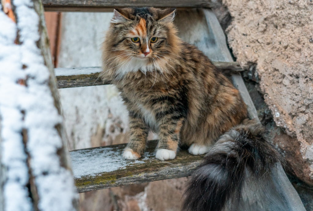 Olga.Perle_di_Sibir.femmina.gatto_siberiano.black_torbie_spotted_with_white.DSC07579