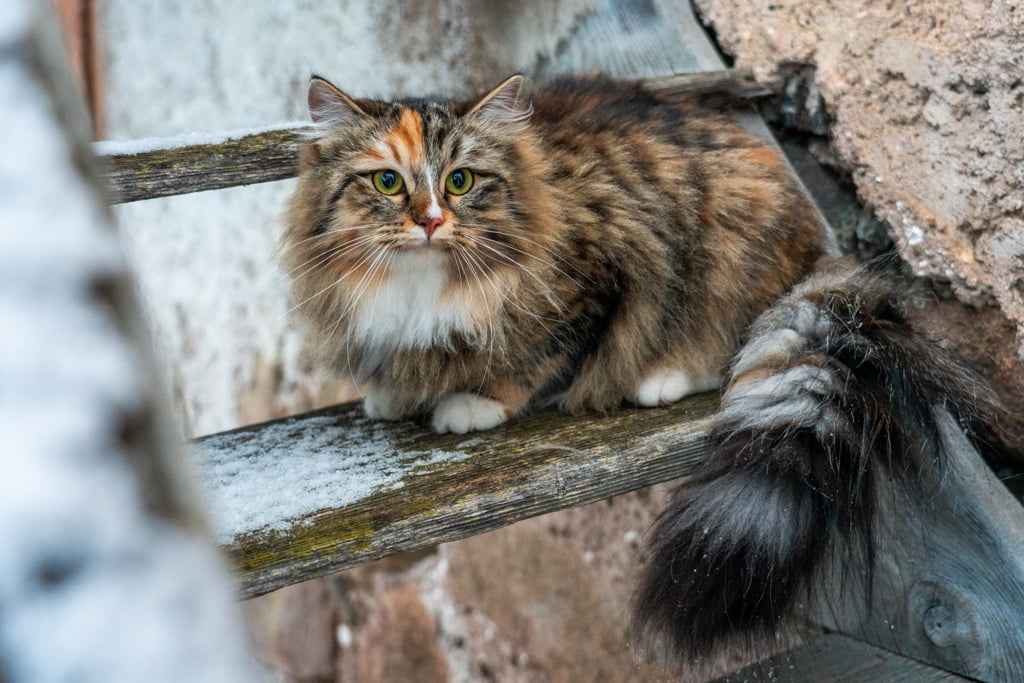 Olga.Perle_di_Sibir.femmina.gatto_siberiano.black_torbie_spotted_with_white.DSC07590