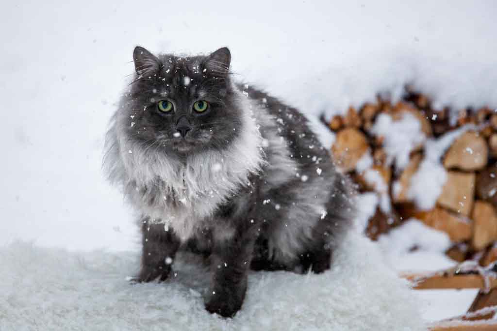 Rudolph.Perle_di_Sibir.maschio.gatto_siberiano.blue_smoke.01