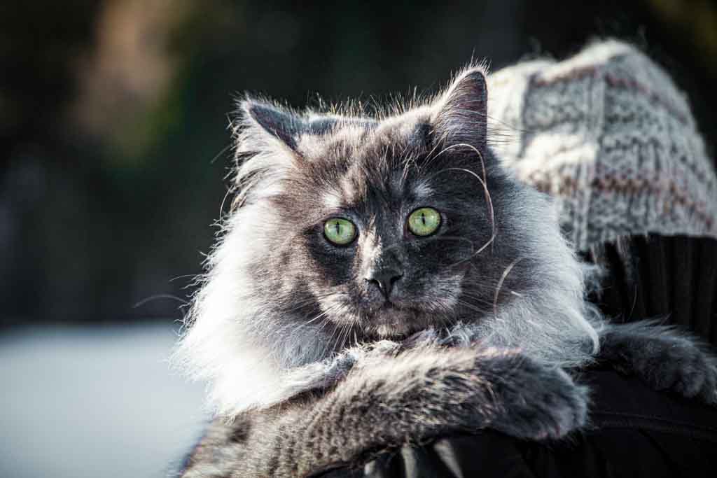 Rudolph.Perle_di_Sibir.maschio.gatto_siberiano.blue_smoke.03