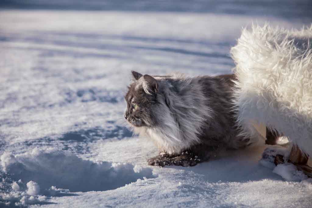 Rudolph.Perle_di_Sibir.maschio.gatto_siberiano.blue_smoke.04
