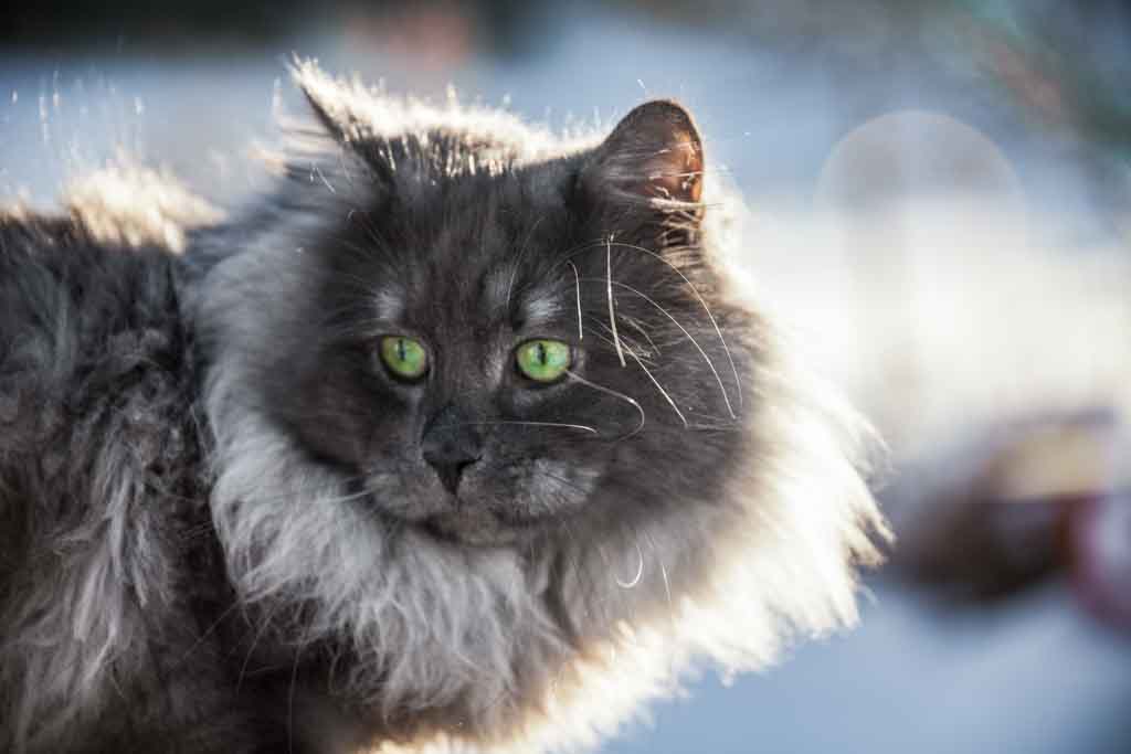 Rudolph.Perle_di_Sibir.maschio.gatto_siberiano.blue_smoke.05