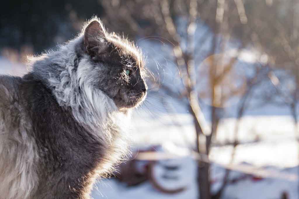 Rudolph.Perle_di_Sibir.maschio.gatto_siberiano.blue_smoke.06