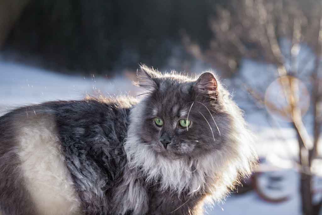 Rudolph.Perle_di_Sibir.maschio.gatto_siberiano.blue_smoke.07