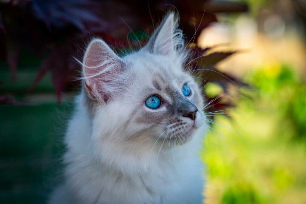 Casper
